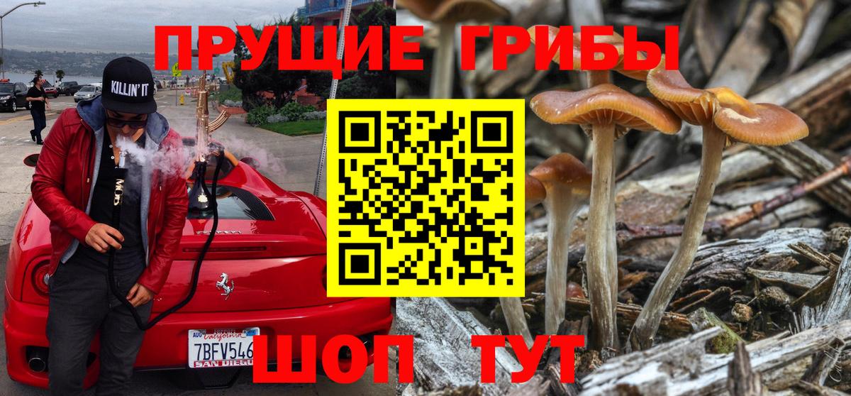 Фрязино  Галлюциногенные грибы MAGIC MUSHROOMS  Вход с VPN  купить наркоту  Псилоцибиновые грибы Psilocybe 